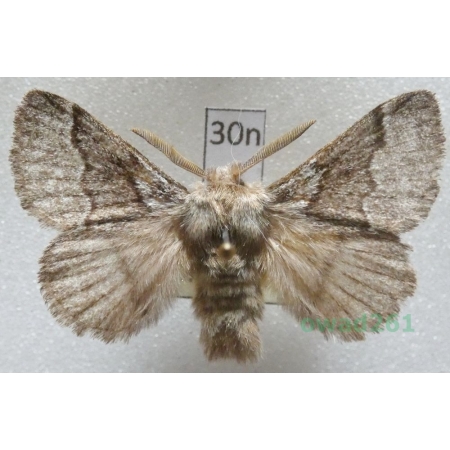 Trichiura crataegi (Linnaeus, 1758) male Barczatka głogowica Czech30n